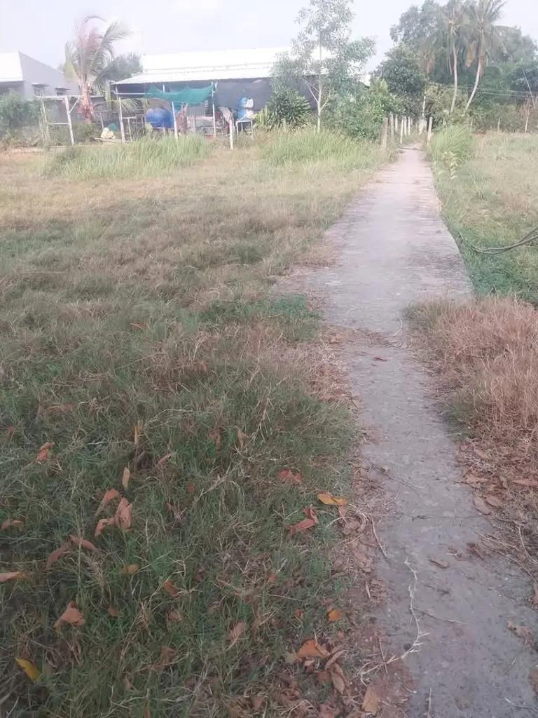 1000mv Đất Lúa Hoà Phú, Châu Thành, Long An