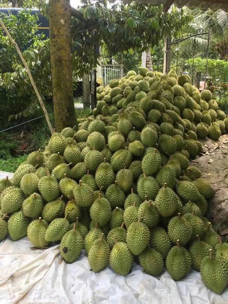 Main-800 triệu/sào có ngay đất vườn đẹp như mơ tại đồng nai-8