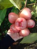 Thumb-Kẹt Tiền Trả Nợ - Cần Bán Gấp Lô Đất Vườn 2100m2 Dầu Giây, Đồng Nai-1