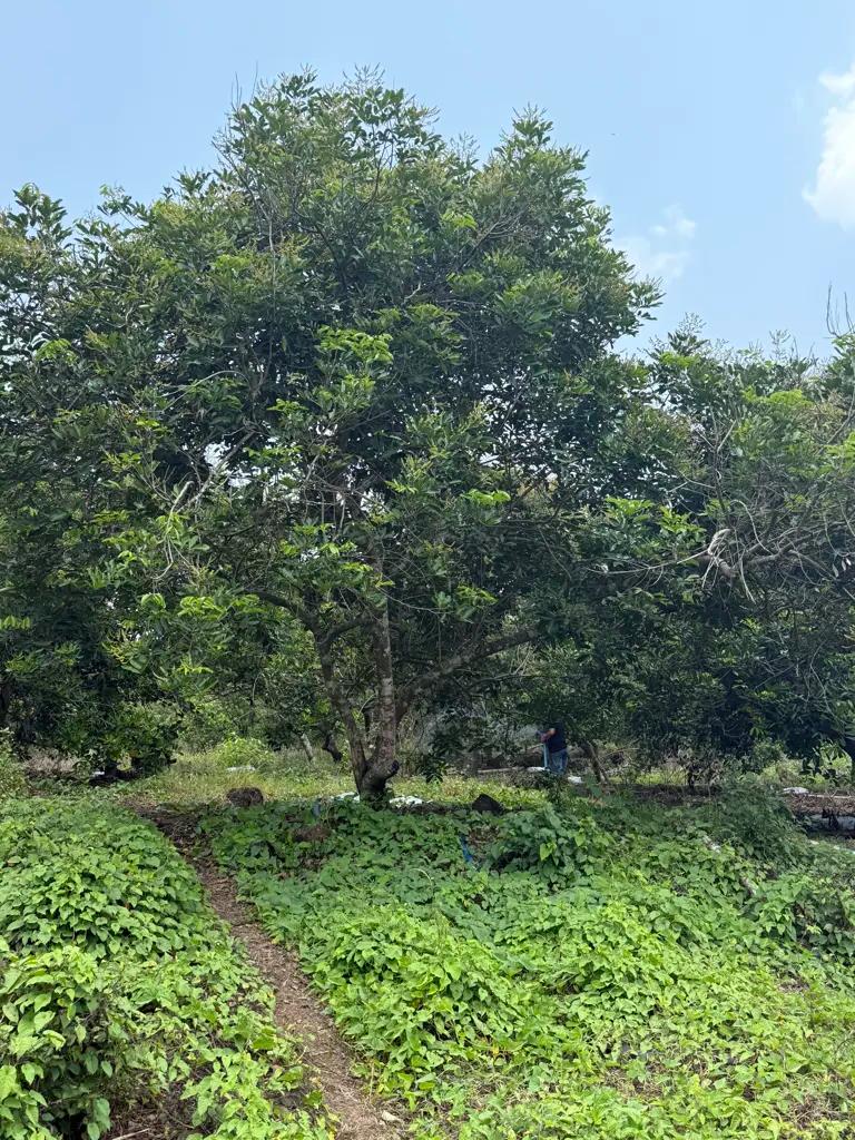 Main-Mẹ Em Cần Bán Gấp Miếng Đất Để Trả Nợ Tại Thống Nhất Đồng Nai GIÁ 890TR-3