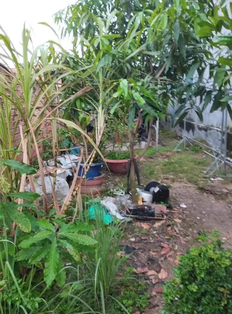 Main-Đất thị trấn Gò Dầu đường bê tông dân đông chỉ 490tr-2