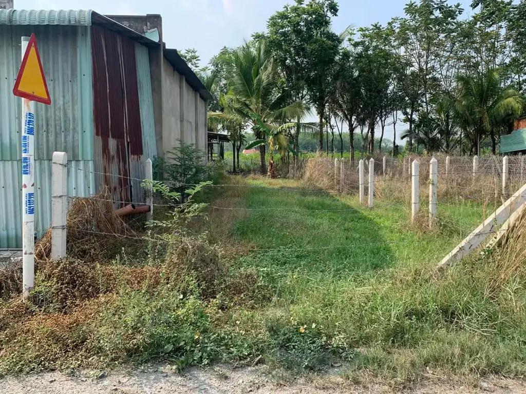 Main-Lô đất sát nhựa Tầm Lanh - Hiệp Thạnh 5,5x21 full thổ 420 triệu-4