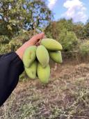 Thumb-💥 Ba Mẹ Lên Thành Phố Sống Nên Bán Gấp Vườn Xoài Cổ Thụ Tại Định Quán - Đồng Nai Giá Rẻ-7