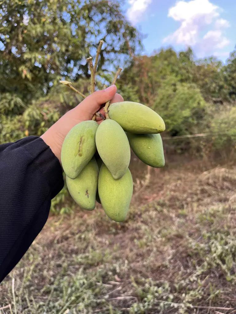 Main-💥 Ba Mẹ Lên Thành Phố Sống Nên Bán Gấp Vườn Xoài Cổ Thụ Tại Định Quán - Đồng Nai Giá Rẻ-6