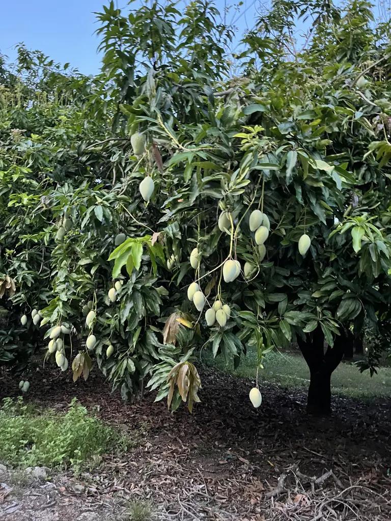 Main-🌳 BÁN VƯỜN XOÀI ĐẸP NHƯ MƠ – VIEW HỒ TRỊ AN CỰC PHẨM 🌊-2