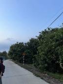 Thumb-🌳 BÁN VƯỜN XOÀI ĐẸP NHƯ MƠ – VIEW HỒ TRỊ AN CỰC PHẨM 🌊-2