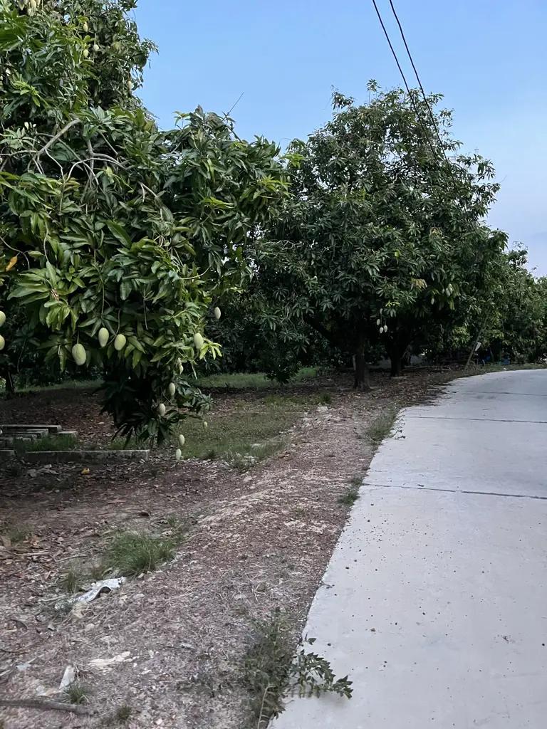 Main-🌳 BÁN VƯỜN XOÀI ĐẸP NHƯ MƠ – VIEW HỒ TRỊ AN CỰC PHẨM 🌊-4