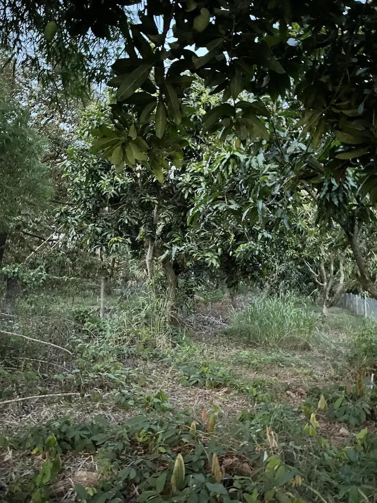Main-🌳 BÁN VƯỜN XOÀI ĐẸP NHƯ MƠ – VIEW HỒ TRỊ AN CỰC PHẨM 🌊-8