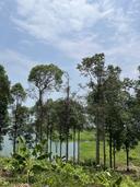 Thumb-BÁN LÔ ĐẤT VIEW HỒ – VIEW ĐỨC MẸ NÚI CÚI – VIÊN NGỌC ẨN MÌNH TẠI ĐỊNH QUÁN, ĐỒNG NAI GIÁ 1 TỶ/1000M2-2