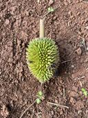 Thumb-Bán gấp lô đất tặng sẵn vườn trái cây tại La Ngà-5