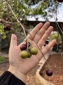 Thumb-Bán gấp lô đất tặng sẵn vườn trái cây tại La Ngà-2