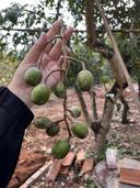 Thumb-Bán gấp lô đất tặng sẵn vườn trái cây tại La Ngà-4