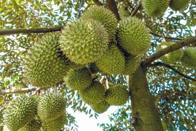Bán gấp lô đất hơn 15 loại cây ăn trái từ 10-15 năm tuổi tại Thống Nhất