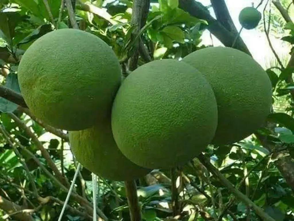 Main-Ngân hàng siết nợ nên cần bán gấp lô đất giá cực rẻ-3