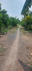 Thumb-Bán gấp 3700m2 đất lúa xã Phương Trà, Cao Lãnh, Đồng Tháp-5