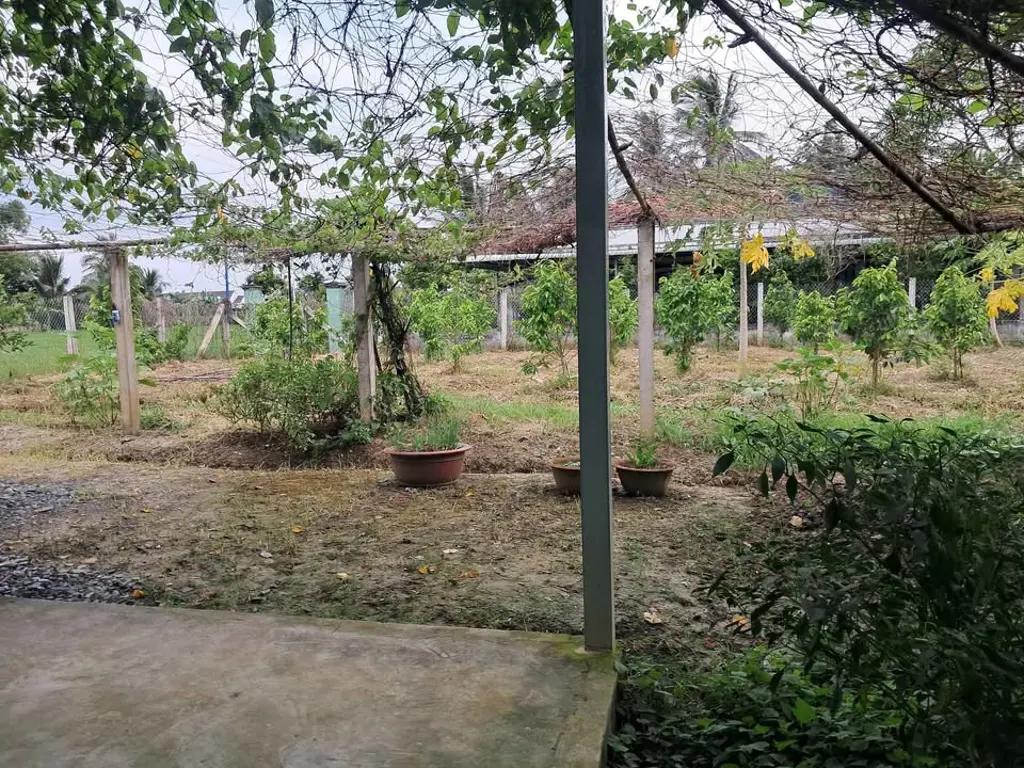 Main-BÁN ĐẤT LÀM NHÀ VƯỜN – ẤP NGÃI LỢI B, PHƯỜNG KHÁNH HẬU-2
