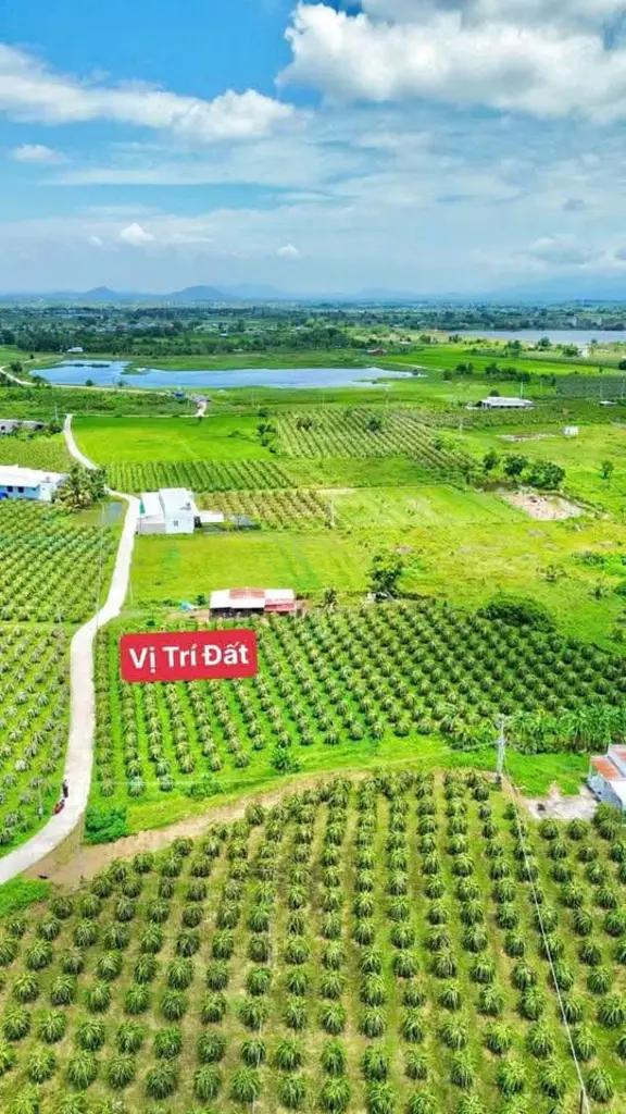 1100m2 CLN xã Hàm Liêm Gần ngã tư Chợ Tân Nông
